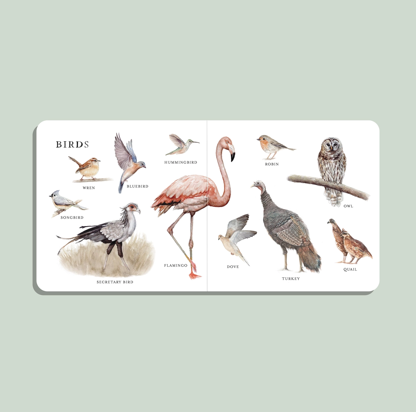 Our Big Book of Animals - Paige Tate & Co