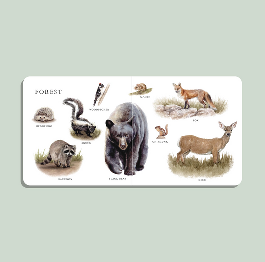 Our Big Book of Animals - Paige Tate & Co