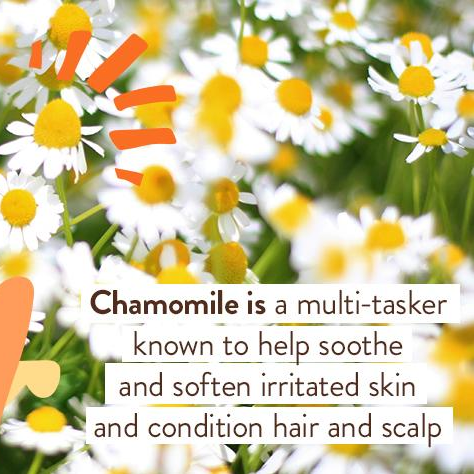 Moisturizing Miracle Face Cream - Babo Botancials
