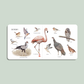 Our Big Book of Animals - Paige Tate & Co